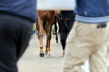 Iffezheim  Detailaufnahme: Pferde werden im Fuehrring vorgestellt