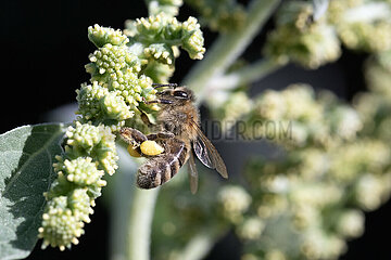 Berlin  Deutschland  Honigbiene sammelt Pollen aus den Blueten des Spitzkletten-Rispenkrauts