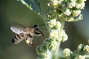 Berlin  Deutschland  Honigbiene im Anflug auf die Blueten des Spitzkletten-Rispenkrauts