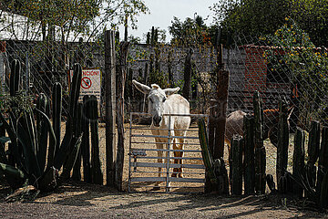 Burrolandia  Donkey Sanctuary in Otumba