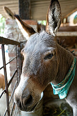 Burrolandia  Donkey Sanctuary in Otumba