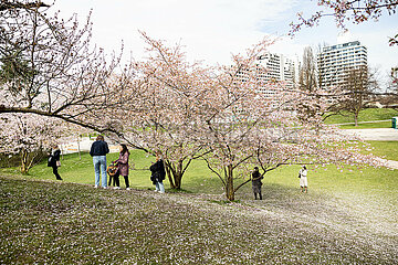 Kirschblüten im Olympiapark in München