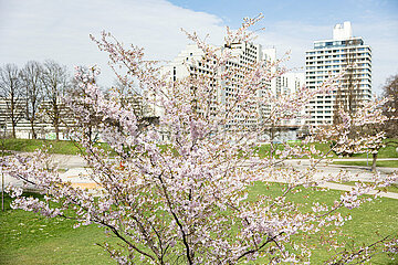 Kirschblüten im Olympiapark in München