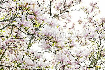 Blühender Magnolienbaum