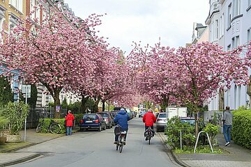 Kirschblüte in Münsters Schulstraße