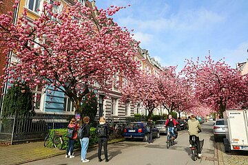 Kirschblüte in Münsters Schulstraße