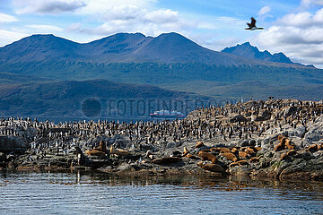 Kormorane und Seeloewen auf Felsen im Beagle-Kanal  Ushuaia  Feuerland  Argentinien