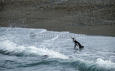 Magellan-Pinguine auf der Isla Martillo im Beagle-Kanal  Ushuaia  Feuerland  Argentinien