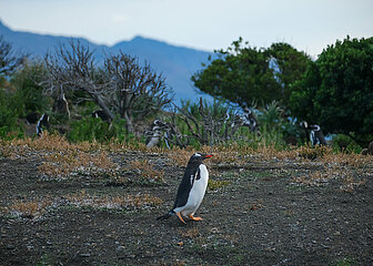 Pinguine auf der Isla Martillo im Beagle-Kanal  Ushuaia  Feuerland  Argentinien