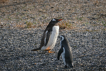 Pinguine auf der Isla Martillo im Beagle-Kanal  Ushuaia  Feuerland  Argentinien