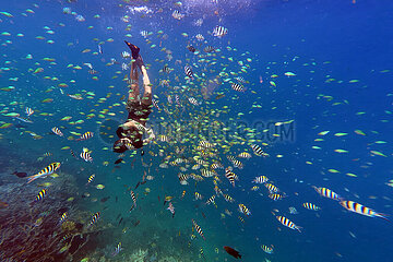 Gili Asahan  Indonesien  Mann schnorchelt im Meer inmitten eines Fischschwarms