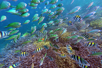 Gili Asahan  Indonesien  Fischschwarm im Meer ueber einem Korallenriff