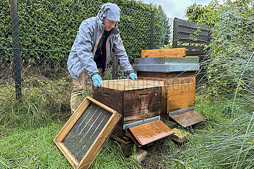 Neuenhagen  Deutschland  Imker arbeitet im Herbst an seinen Bienenbeuten
