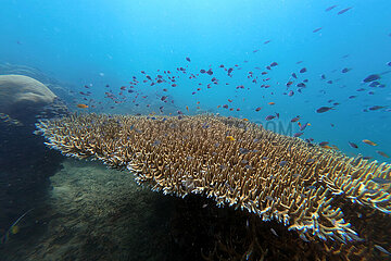 Gili Asahan  Indonesien  Fischschwarm im Meer ueber einem Korallenriff