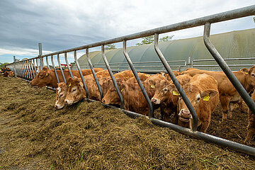 Deutschland  Bremen - Limousin-Rinder auf einem Biohof