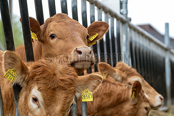 Deutschland  Bremen - Rinder auf einem Biohof