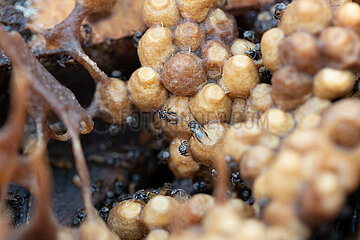 Keroya  Indonesien  Honigtoepfe der stachellosen Bienenart Austroplebeia australis