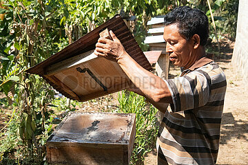 Keroya  Indonesien  Imker oeffnet eine Bienenkiste