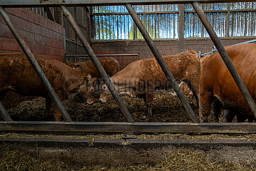 Deutschland  Bremen - Limousin-Rinder im Stall eines Biohofs  zwei Jungbullen geraten aneinander