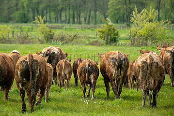 Deutschland  Bremen - Weideaustrieb auf einem Biohof  Limousin-Rinder und Fleckvieh rennen auf der Weide