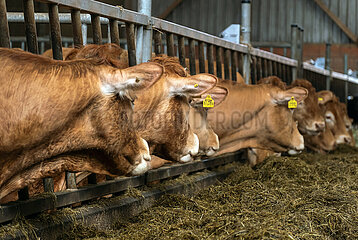 Deutschland  Bremen - Limousin-Rinder im Stall eines Biohofs schauen in die Richtung eines Geraeuschs