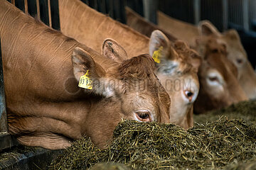 Deutschland  Bremen - Limousin-Rinder im Stall eines Biohofs