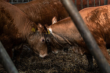 Deutschland  Bremen - Limousin-Rinder im Stall eines Biohofs  zwei Jungbullen geraten aneinander