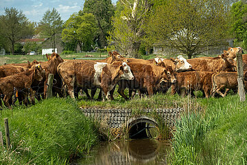 Deutschland  Bremen - Weideaustrieb auf einem Biohof  Limousin-Rinder und Fleckvieh rennen auf die Weide