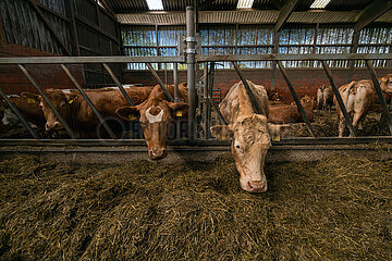 Deutschland  Bremen - Limousin-Rinder und Fleckvieh im Stall eines Biohofs