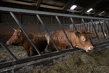 Deutschland  Bremen - Limousin-Rinder im Stall eines Biohofs