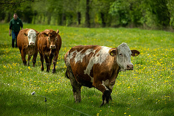 Deutschland  Bremen - Weideaustrieb auf einem Biohof  Limousin-Rind und Fleckvieh (vorne) auf der Weide