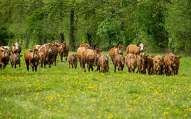 Deutschland  Bremen - Weideaustrieb auf einem Biohof  Limousin-Rinder und Fleckvieh rennen auf der Weide