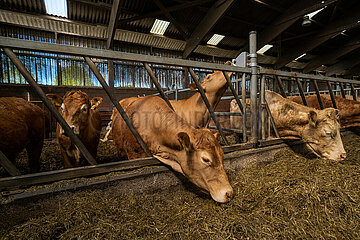 Deutschland  Bremen - Limousin-Rinder und Fleckvieh im Stall eines Biohofs