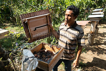 Keroya  Indonesien  Imker oeffnet den Honigraum einer Bienenkiste