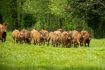 Deutschland  Bremen - Weideaustrieb auf einem Biohof  Kaelber der Rassen Limousin und Fleckvieh rennen auf der Weide