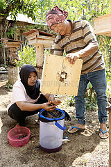 Keroya  Indonesien  Imker erntet mit seiner Tochter den Honig eines Bienenvolkes