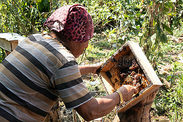 Keroya  Indonesien  Imker erntet den Honig eines Bienenvolkes