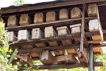 Keroya  Indonesien  landestypische Ablegerkaesten. Ein Ablegerkasten ist eine kleine Form der Bienenbeute und dient dazu  kleine Bienenvoelker aufzubauen  sie zu transportieren oder zu ueberwintern