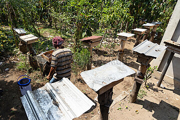 Keroya  Indonesien  Imker arbeitet an seinem Bienenstand