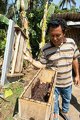 Keroya  Indonesien  Imker schaut in den Honigraum eines Bienenvolkes