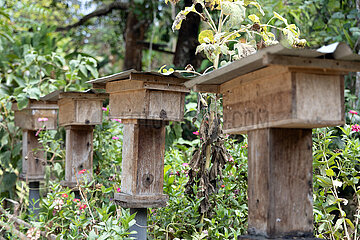 Keroya  Indonesien  landestypische Bienenstoecke