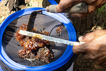 Keroya  Indonesien  Honigtoepfe der stachellosen Bienenart Austroplebeia australis werden in ein Sieb gegeben