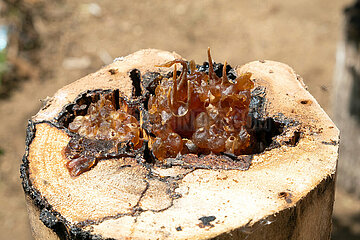Keroya  Indonesien  Honigtoepfe der stachellosen Bienenart Austroplebeia australis in einem ausgehoehlten Baumstamm