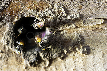 Keroya  Indonesien  Bienen der stachellosen Art Austroplebeia australis am Einflugloch ihres Stockes
