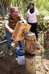 Keroya  Indonesien  Imker erntet den Honig eines Bienenvolkes