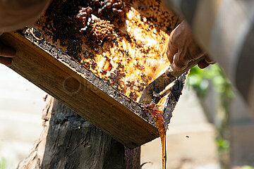 Keroya  Indonesien  Honig fliesst aus dem Honigraum einer Bienenkiste