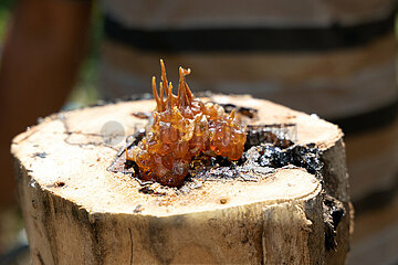 Keroya  Indonesien  Honigtoepfe der stachellosen Bienenart Austroplebeia australis in einem ausgehoehlten Baumstamm