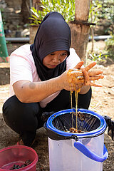 Keroya  Indonesien  Frau presst mit den Haenden Honig aus den Hoenigtoepfen der stachellosen Bienenart Austroplebeia australis heraus