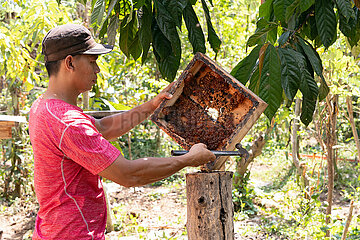 Keroya  Indonesien  Imker schaut in den Honigraum eines Bienenvolkes