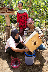 Keroya  Indonesien  Imker erntet mit seiner Tochter den Honig eines Bienenvolkes